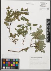 Foto von Salix pyrenaica Gouan